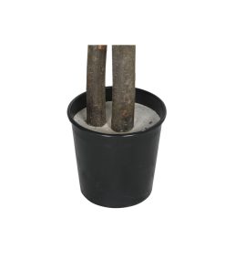 Albero Home ESPRIT Poliestere Legno 100 x 100 x 185 cm