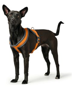 Imbracatura per Cani Hunter London Comfort Arancio S/M 52-62 cm