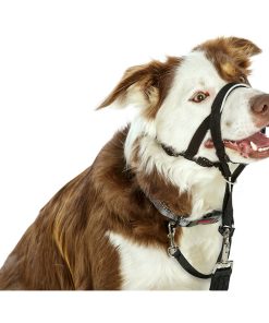 Collari da addestramento per cani Company of Animals Halti Nero Museruola (29-36 cm)