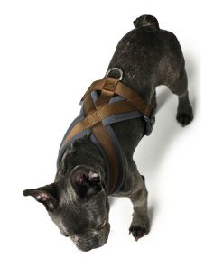 Imbracatura per Cani Hunter London Comfort XS-S 39-47 cm Marrone