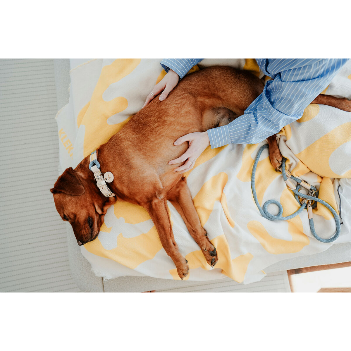 Collare per Cani Hunter MALIA Azzurro S/M 35-44 cm - Image 3