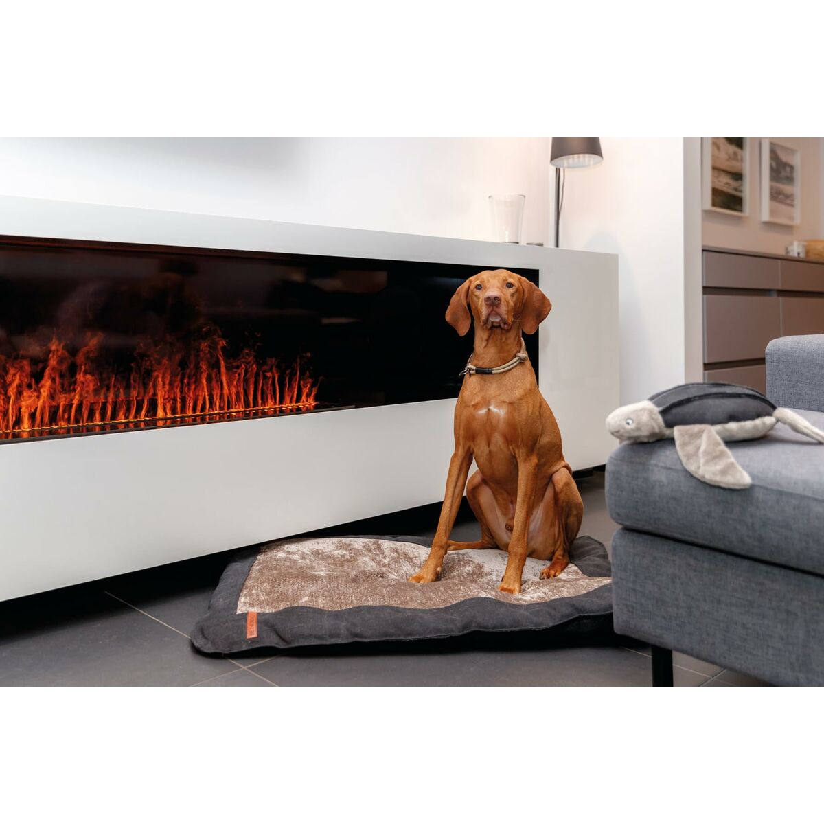 Collari da addestramento per cani Trixie Be Nordic Nero Sabbia XS/S 30 cm - Image 4