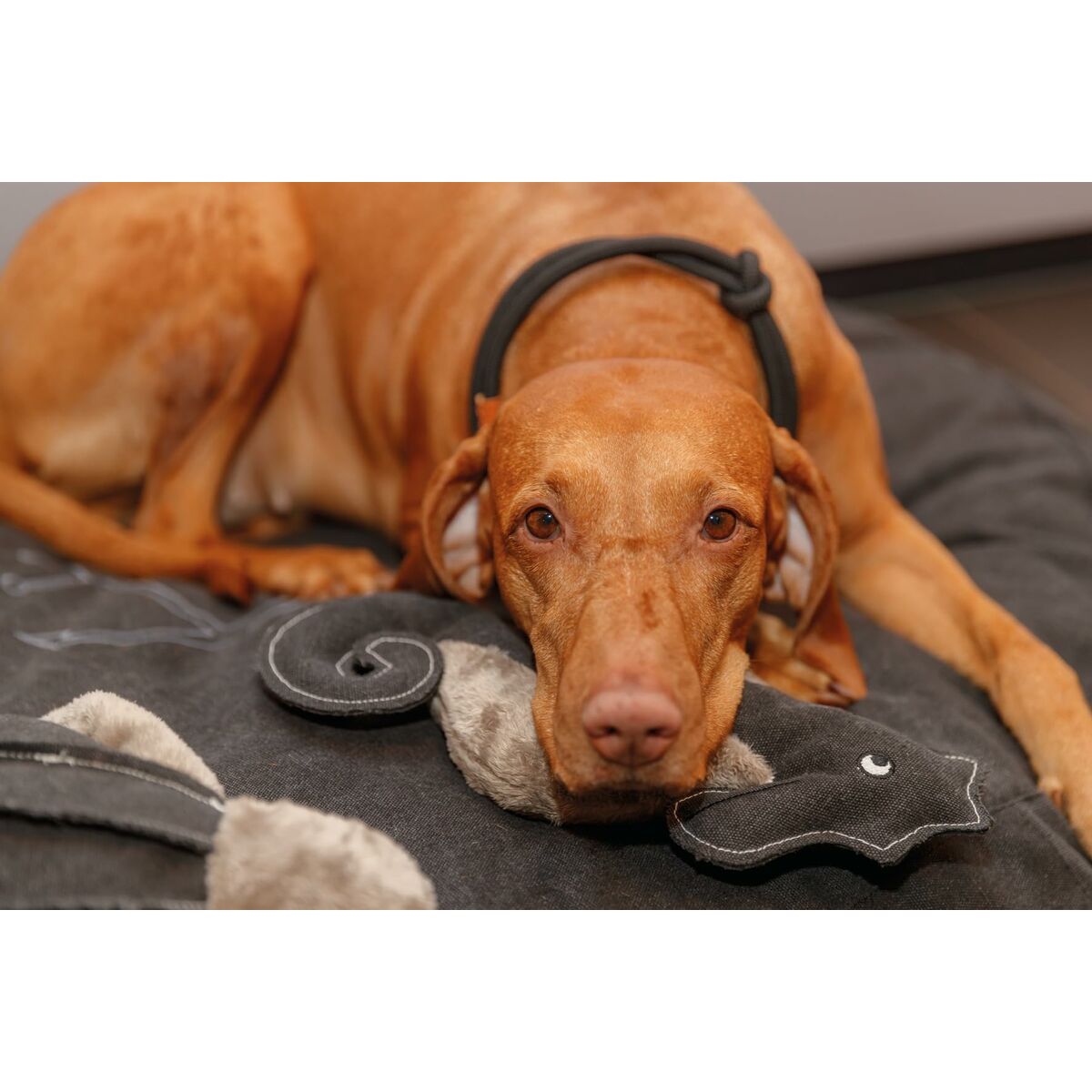 Collari da addestramento per cani Trixie Be Nordic Nero Sabbia S/M 40 cm - Image 4