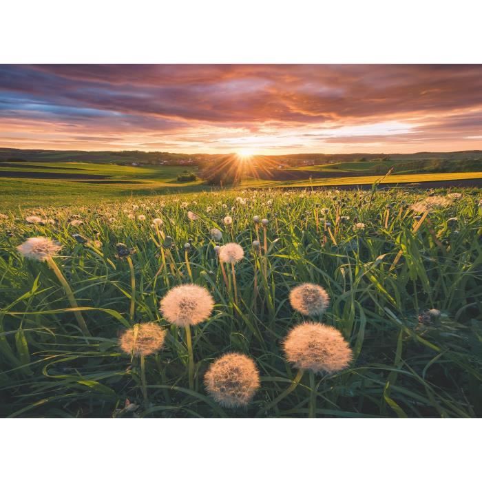 Puzzle Da 500 Pezzi Denti Di Leone Al Tramonto, Dai 12 Anni, Puzzle Di Alta Qualità, 12000592, Ravensburger