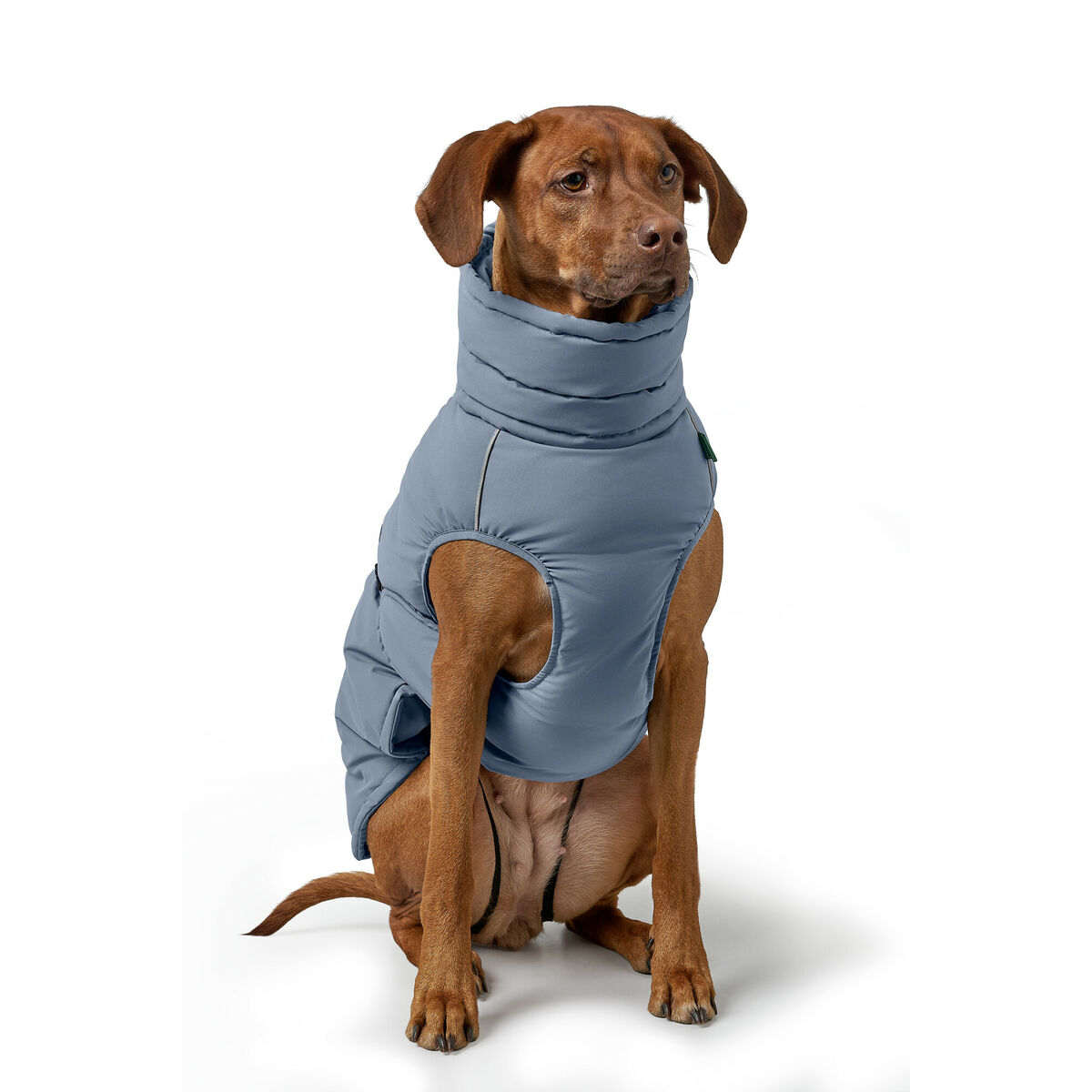 Abbigliamento Per Animali Domestici Hunter Paxson Azzurro Poliestere - Image 6