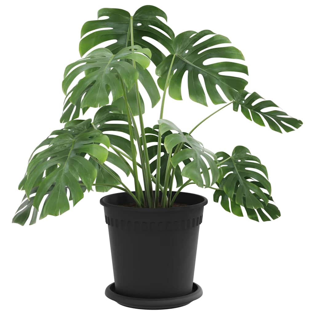 Vasi Per Piante 6 Pcs Nero Ø 17 X 14 Cm Plastica - Image 3