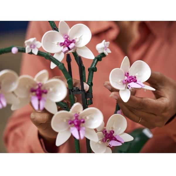 ORCHIDEA - Image 4