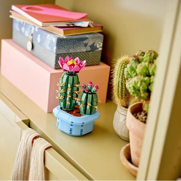 CACTUS IN FIORE - Image 4